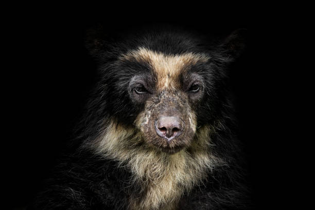 Oso Frontino - Banco de fotos e imágenes de stock - iStock Oso Frontino - Banco de fotos e imágenes de stock - iStock