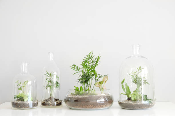 istock Few green plants in pots protected by a glass dome bottle on a white background. 1014358080