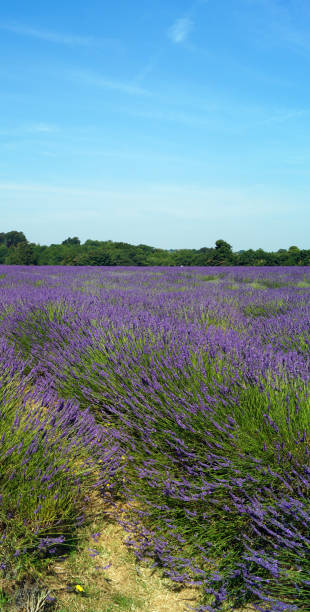 istock Rows of lavender in a field on a summers day 1014358908