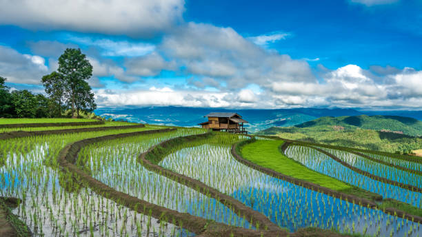 Nature Photos Cottage Rice Field philippines landscape stock pictures, royalty-free photos & images