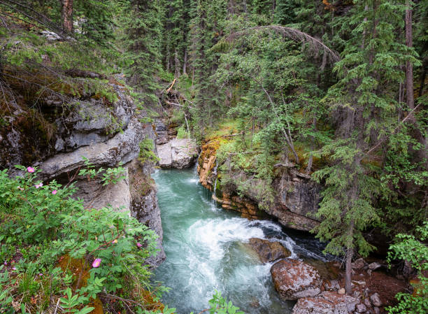 istock Maligne Canyon in Jasper National Park, Alberta, Canada 1014359000