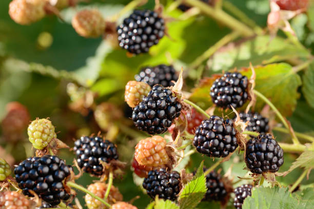 istock Ripe and unripe blackberries on bush. 1014365192