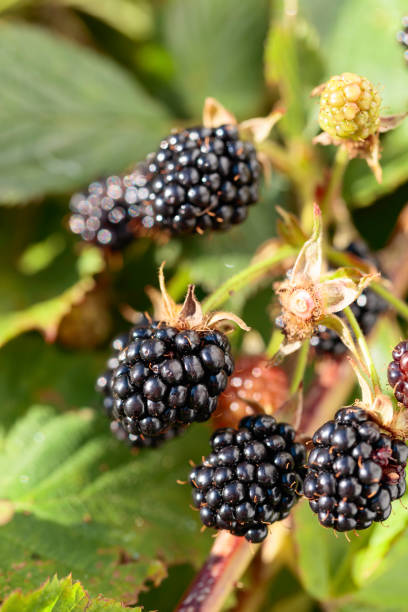 istock Ripe and unripe blackberries on bush. 1014365216