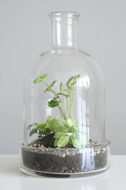 istock Green plants in pots protected by a glass dome bottle on a white background. 1014365246