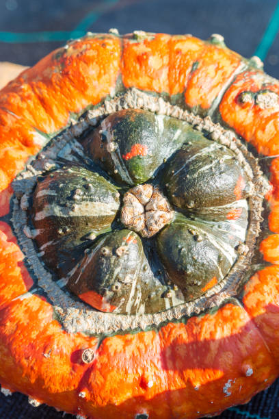 Turban squash Turban squashTurban squash ugly soup stock pictures, royalty-free photos & images