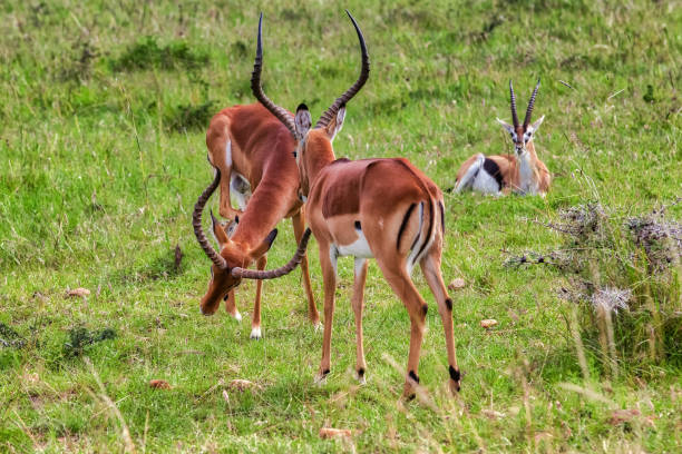 Male Impalas Fighting For Female Stock Photo - Download Image Now -  Gazelle, Africa, Animal - iStock
