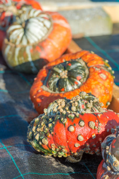 Turban squash Turban squashTurban squash ugly soup stock pictures, royalty-free photos & images