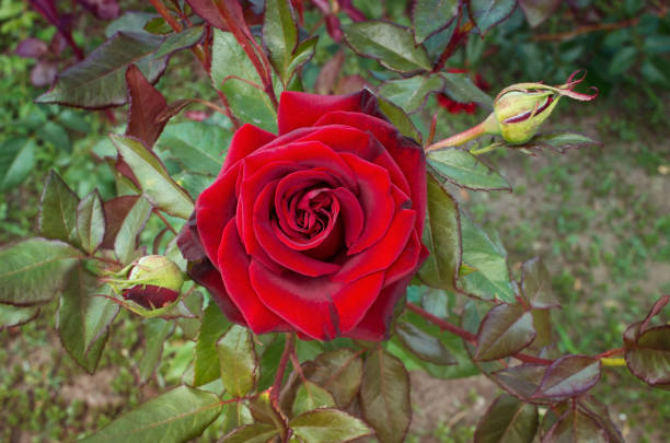 primer plano de rose bud rojo - velvet rose flower thorn fotografías e imágenes de stock