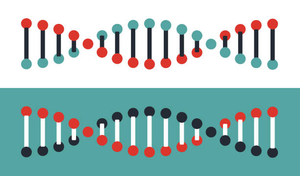 DNA Structure DNA structure symbol illustration. helix model stock illustrations