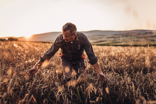 istock Senior farmer on the field 1014372488