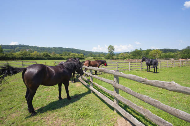 istock Herd of horses at ranch corral 1014374962