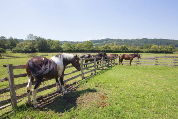 istock Herd of horses at ranch corral 1014375094