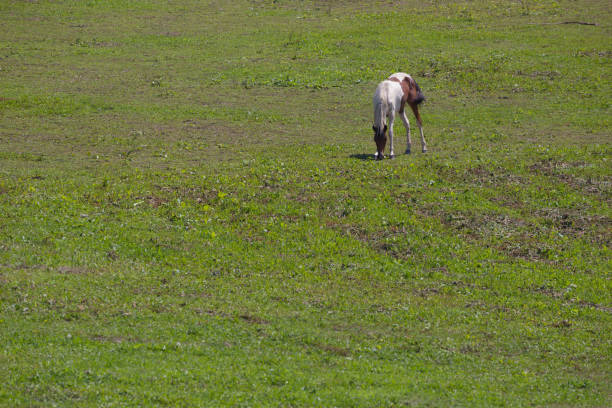 istock Horse grazing green grass at pasture 1014375178