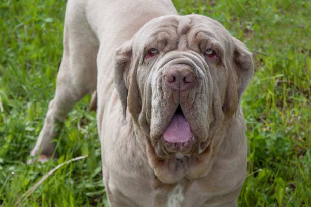 istock Adult neapolitan mastiff close up. 1014375464