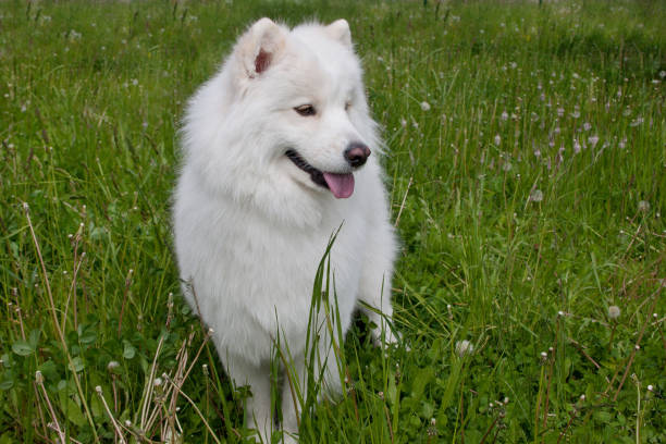istock Samoyed dog is standing in a green grass. 1014376136