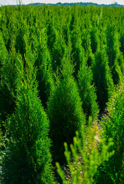 Green thuja coniferous decoration oriental plants growing on plantations in Netherlands Green thuja coniferous decoration oriental plants growing on plantations in Netherlands, small Christmas tree thuja orientalis stock pictures, royalty-free photos & images