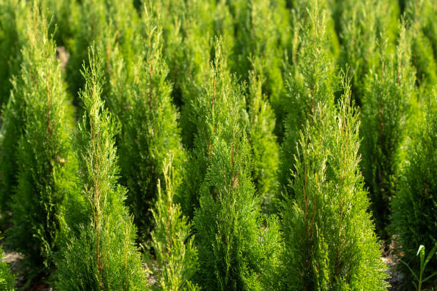 Green thuja coniferous decoration oriental plants growing on plantations in Netherlands Green thuja coniferous decoration oriental plants growing on plantations in Netherlands, small Christmas tree thuja orientalis stock pictures, royalty-free photos & images