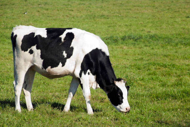 Beautiful Holstein cow grazing on sunny meadow. Copy space on the right. Lugo province, Galicia, Spain.