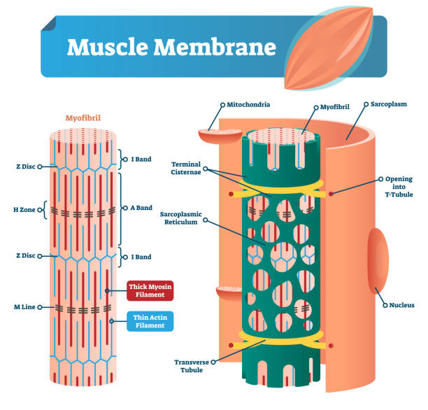 Muscle membrane vector illustration. Labeled scheme with myofibril, disc, zone, line and band. Anatomical diagram with mitochondria, sarcoplasm, reticulum and nucleus. Muscle membrane vector illustration. Labeled scheme with myofibril, disc, zone, line and band. Anatomical and medical diagram with mitochondria, sarcoplasm, reticulum, transverse tubule and nucleus. myosin stock illustrations