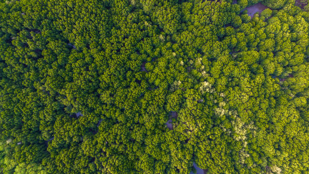 istock top view of mangrove forest in Phuket 1014386514