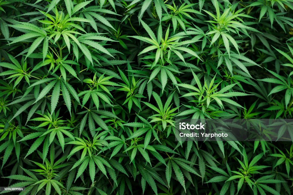 cannabis carta da parati marijuana sfondo pianta, motivo foglia, erbe in prima pagina - Foto stock royalty-free di Pianta di cannabis