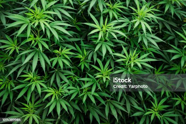 Cannabis Wallpaper Marijuana Plant Background Leaf Pattern Weed Stock Photo - Download Image Now