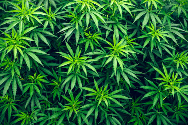 istock cannabis farm cultivation wallpaper marijuana weed 1014390034