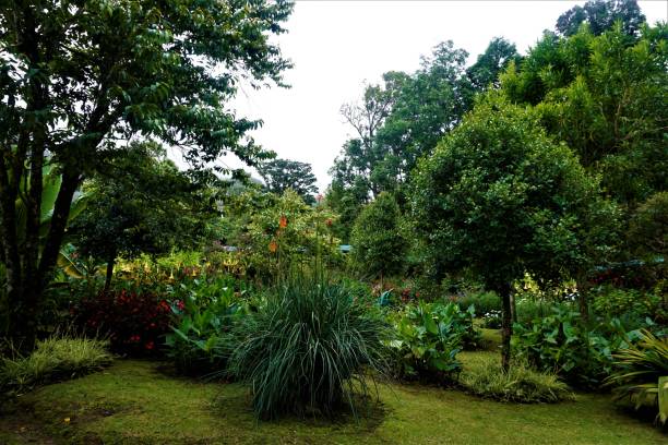 istock Garden in San Gerardo de Dota on rainy day 1014390412