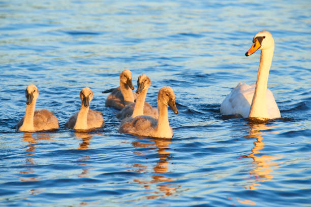istock Swan mother with chicks floating on lake at sunset. 1014399212