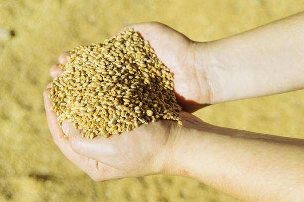 istock Men's hands holding ripe wheat 1014399516