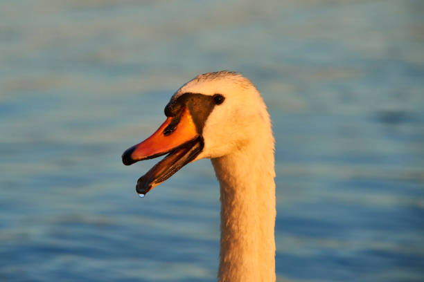 Close up portrait of white swan on the water lake with blue water surface background