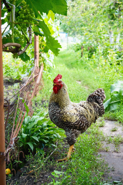 hermoso gallo caminando en el jard�ín entre los árboles. hogar. - plymouth rock fotografías e imágenes de stock