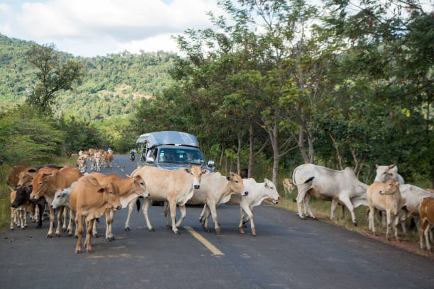 cows on a road near the town of Sra Em in the province of Preah Vihear in Northwest Cambodia.  Cambodia, Sra Em, November, 2017,