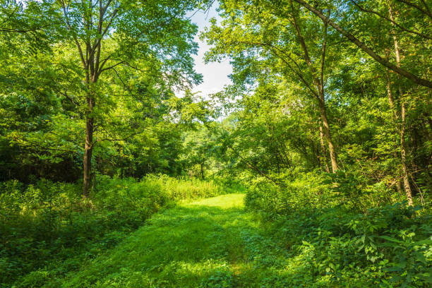 Stevens Path 140+ Stevens Trail Stock Photos, Pictures & Royalty-Free Images - iStock