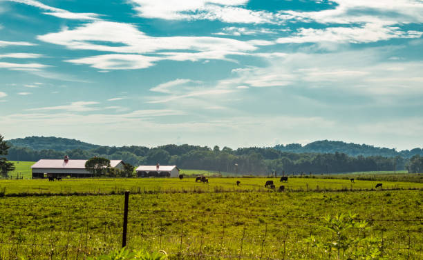istock Wide Shot of Cattle in a Field 1014405054