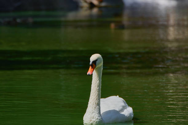 White swan on the lake