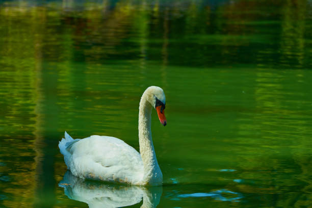 istock White swan on the lake 1014408368