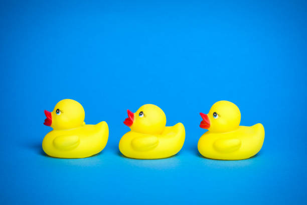 three yellow bath ducks Three yellow bath duck toys for children in a row on blue background. ducks in a row concept stock pictures, royalty-free photos & images