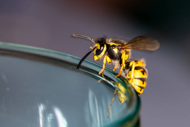 wespe auf einem glas - gefahr des verschluckens einer wespe im sommer sitzen - faltenwespe stock-fotos und bilder