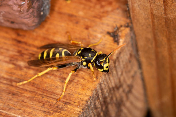 istock Field wasp (shown from the side) is sitting on a wooden plate - close-up 1014413438