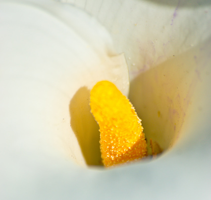 Arum Lily flower centre with slight color shift and painterly effect.