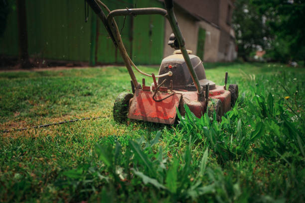 istock Lawn mower cutting green grass in backyard. Gardening background. 1014415376
