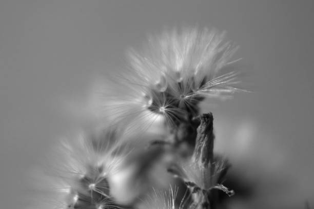 istock Dandelion in black and white 1014418058