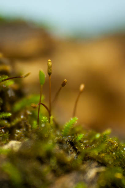 istock Moss briophytes in macro photography 1014418066