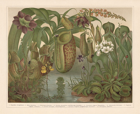 Carnivorous plants: 1) Tropical pitcher plant (Nepenthes) with blossom (2); 3) Purple pitcher plant (Sarracenia purpurea); 4) Round-leaved sundew (Drosera rotundifolia); 5) Greater bladderwort (Utricularia vulgaris); 6) Waterwheel plant (Aldrovandia vesiculosa); 7) Common butterwort (Pinguicula vulgaris); 8) Venus flytrap (Dionaea muscipula); 9) English sundew (Drosera anglica, or Drosera longifolia); 10) California pitcher plant (Darlingtonia californica). Chromolithograph, published in 1897.