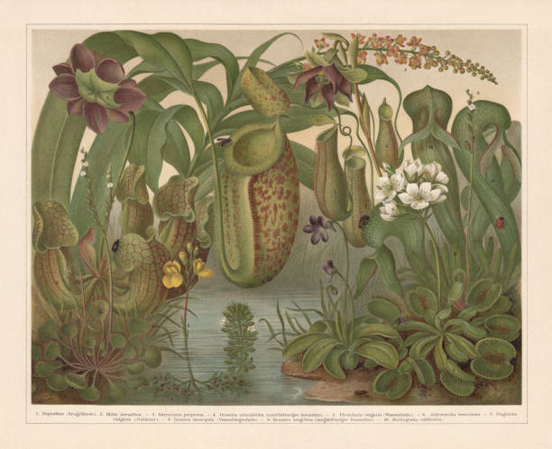 Carnivorous plants, chromolithograph, published in 1897 Carnivorous plants: 1) Tropical pitcher plant (Nepenthes) with blossom (2); 3) Purple pitcher plant (Sarracenia purpurea); 4) Round-leaved sundew (Drosera rotundifolia); 5) Greater bladderwort (Utricularia vulgaris); 6) Waterwheel plant (Aldrovandia vesiculosa); 7) Common butterwort (Pinguicula vulgaris); 8) Venus flytrap (Dionaea muscipula); 9) English sundew (Drosera anglica, or Drosera longifolia); 10) California pitcher plant (Darlingtonia californica). Chromolithograph, published in 1897. water wheel stock illustrations