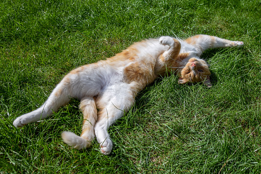 Ginger moggy cat stretched out showing white tummy on a grass lawn in summer