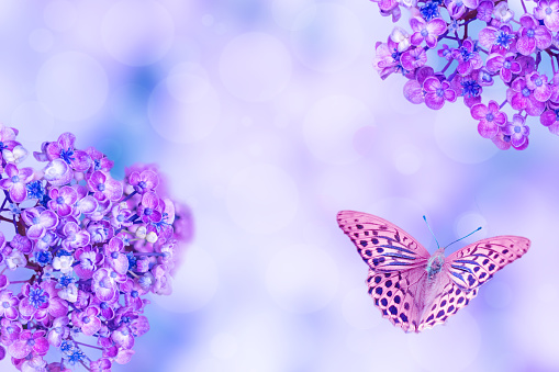violet alyssum flowers and butterfly on a blured background with copy space for text