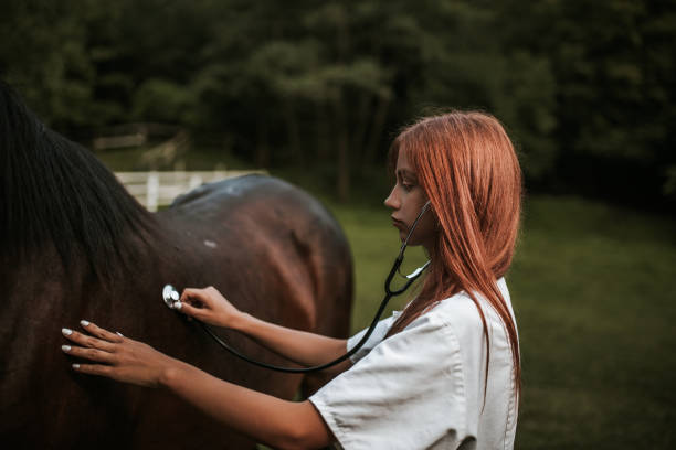 istock Vet and horse 1014421956