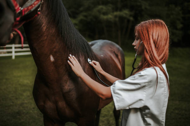 istock Vet and horse 1014421992